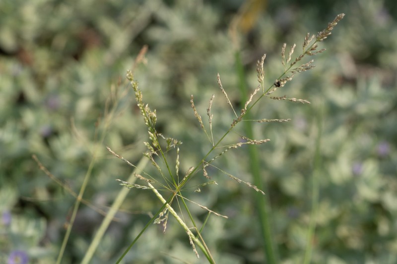 Madagascar Dropseed photo 3