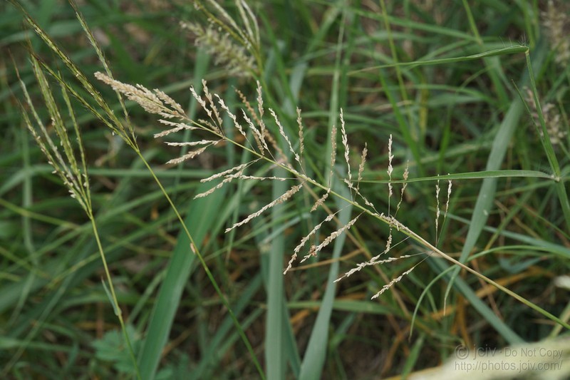 Madagascar Dropseed photo 4