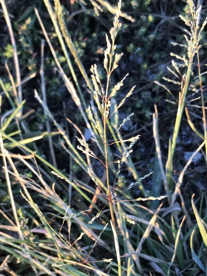 Madagascar Dropseed photo 5