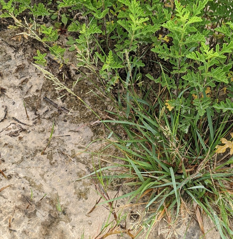 Madagascar Dropseed photo 6