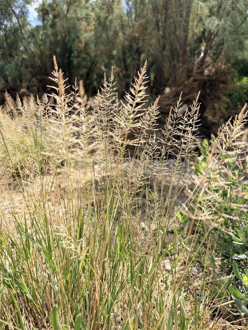 Madagascar Dropseed photo 8