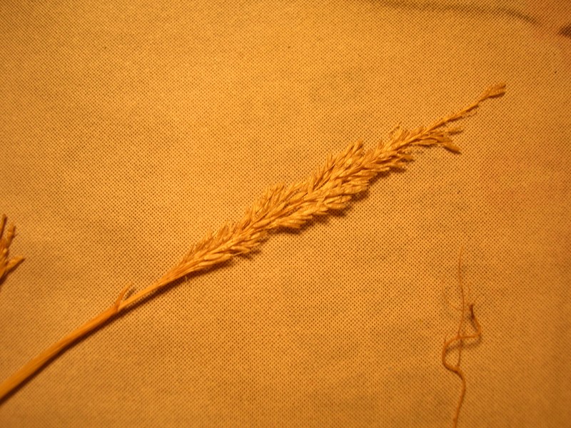 Madagascar Dropseed photo 3