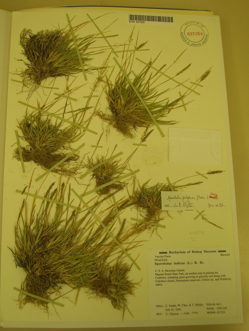 Madagascar Dropseed photo 4