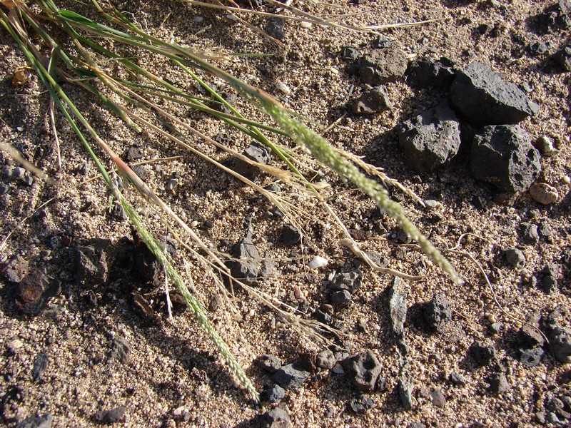Madagascar Dropseed photo 5