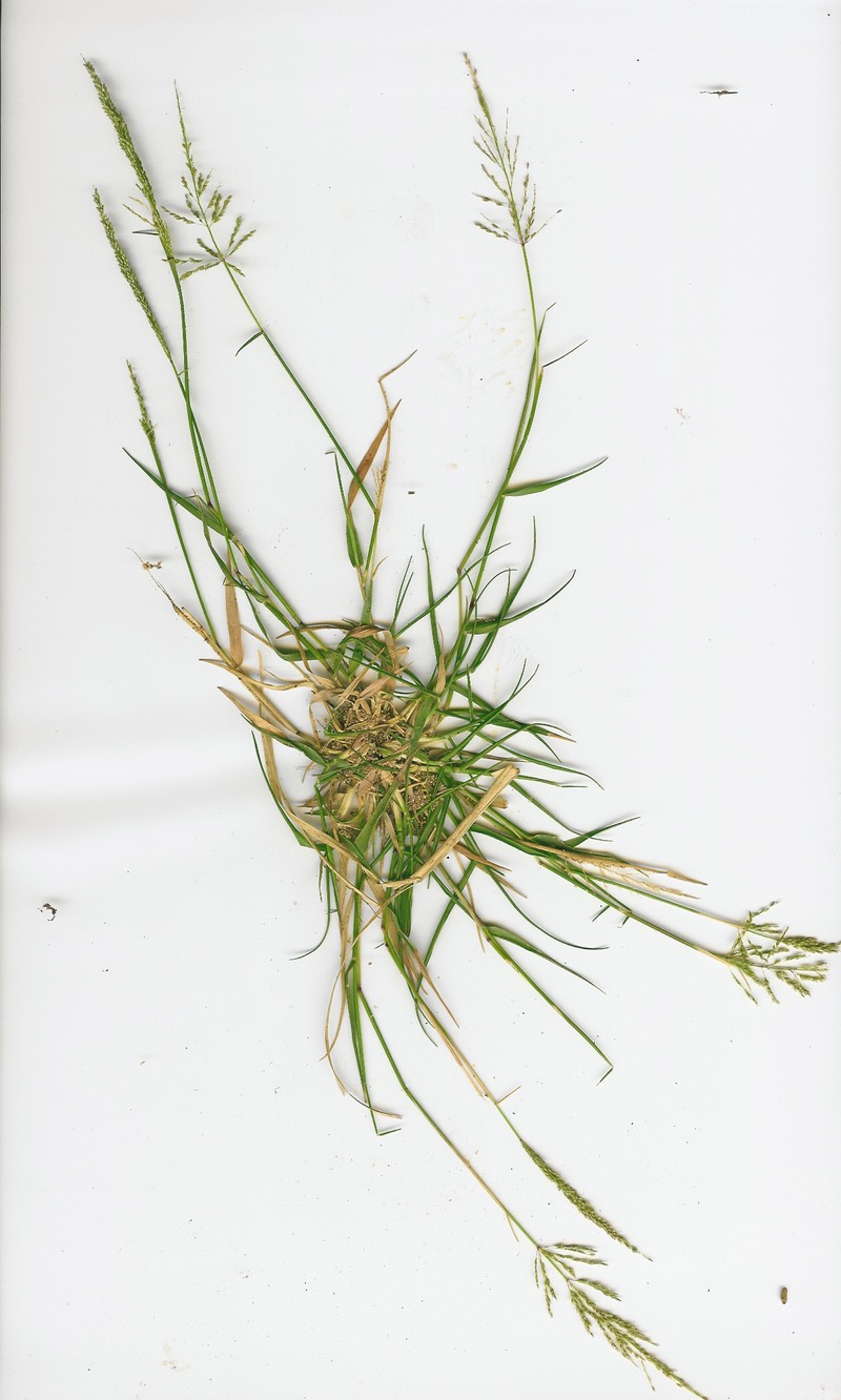 Madagascar Dropseed photo 6