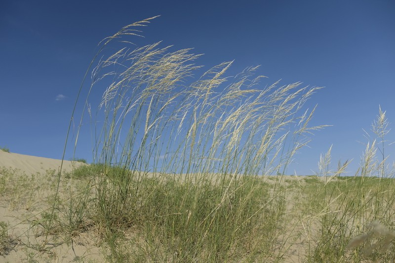 Sporobolus rigidus photo 2