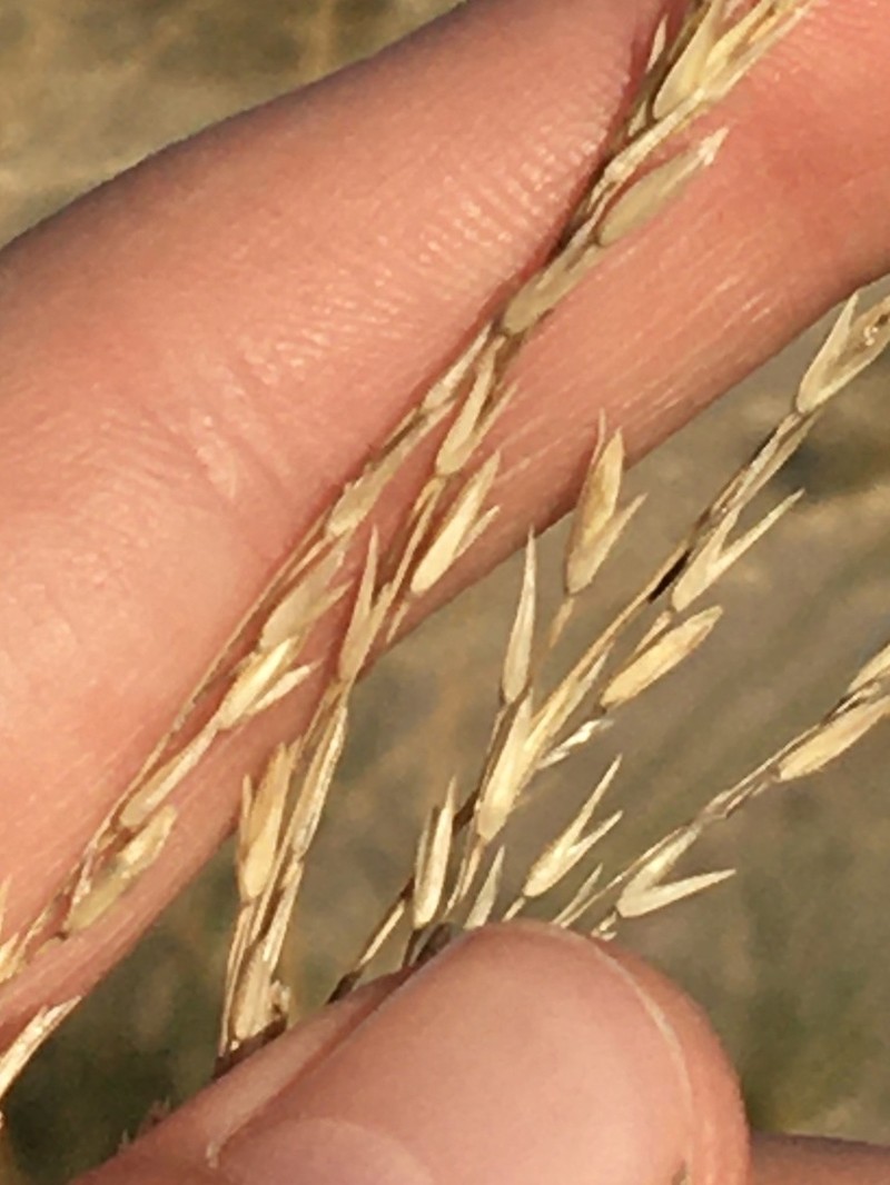 Sporobolus rigidus photo 3