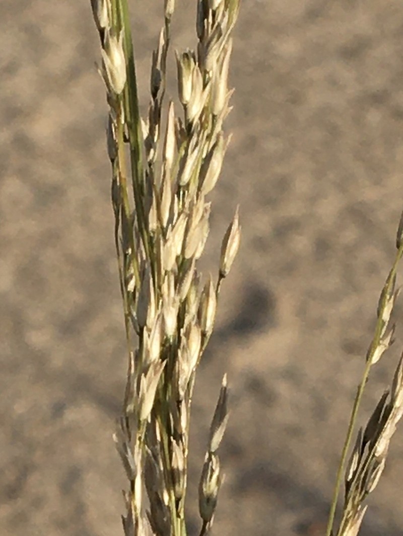 Sporobolus rigidus photo 5