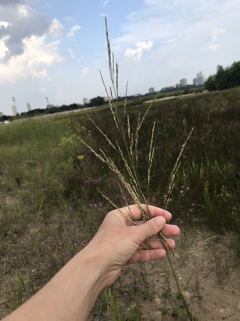 Sporobolus rigidus photo 6