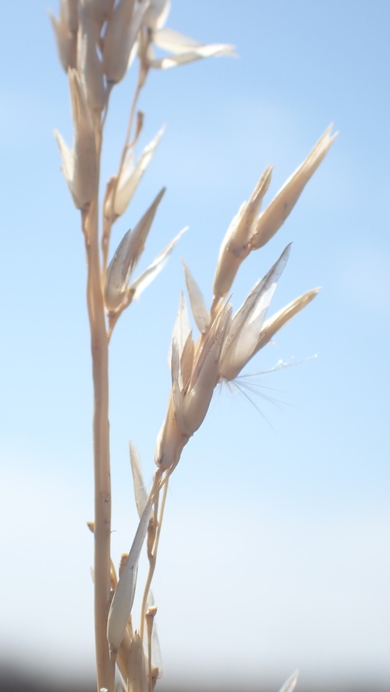 Sporobolus rigidus photo 7