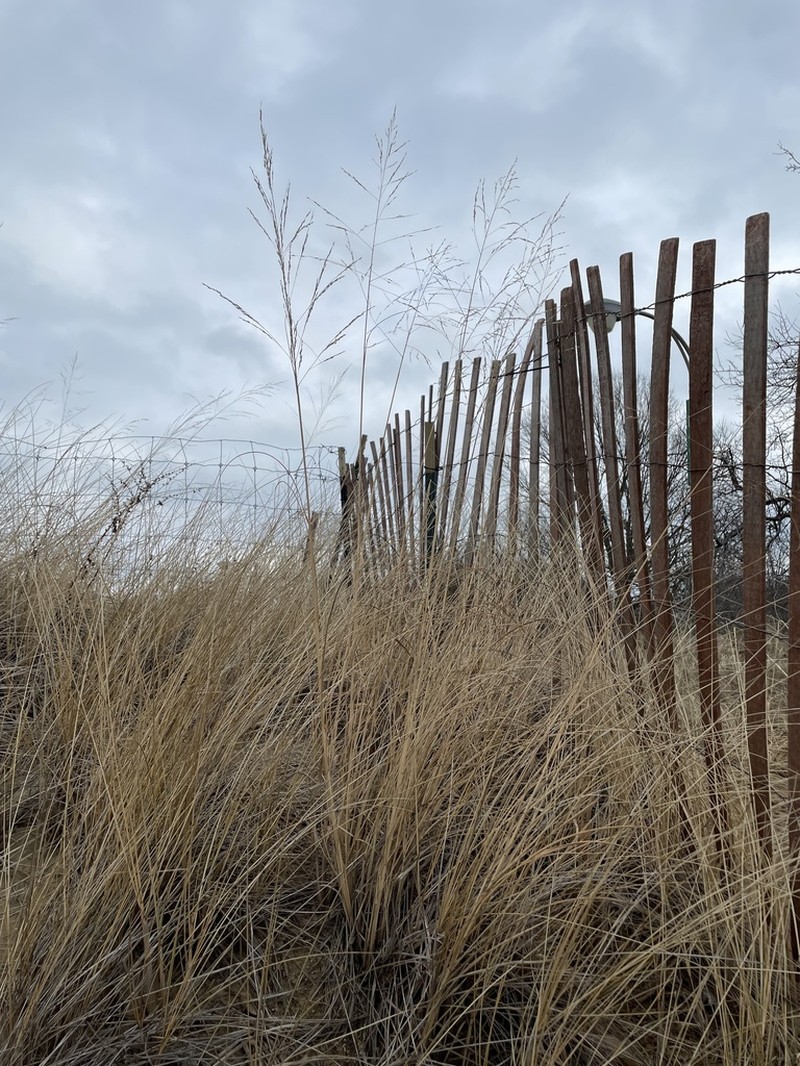 Sporobolus rigidus photo 8