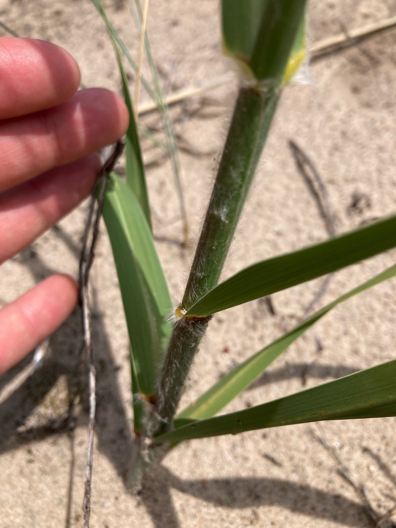Sporobolus rigidus var. magnus photo 2