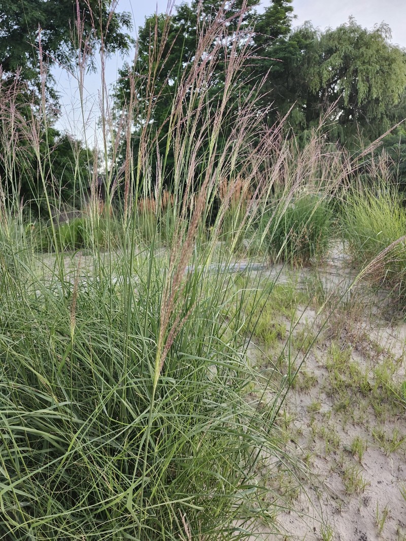 Sporobolus rigidus var. magnus photo 3