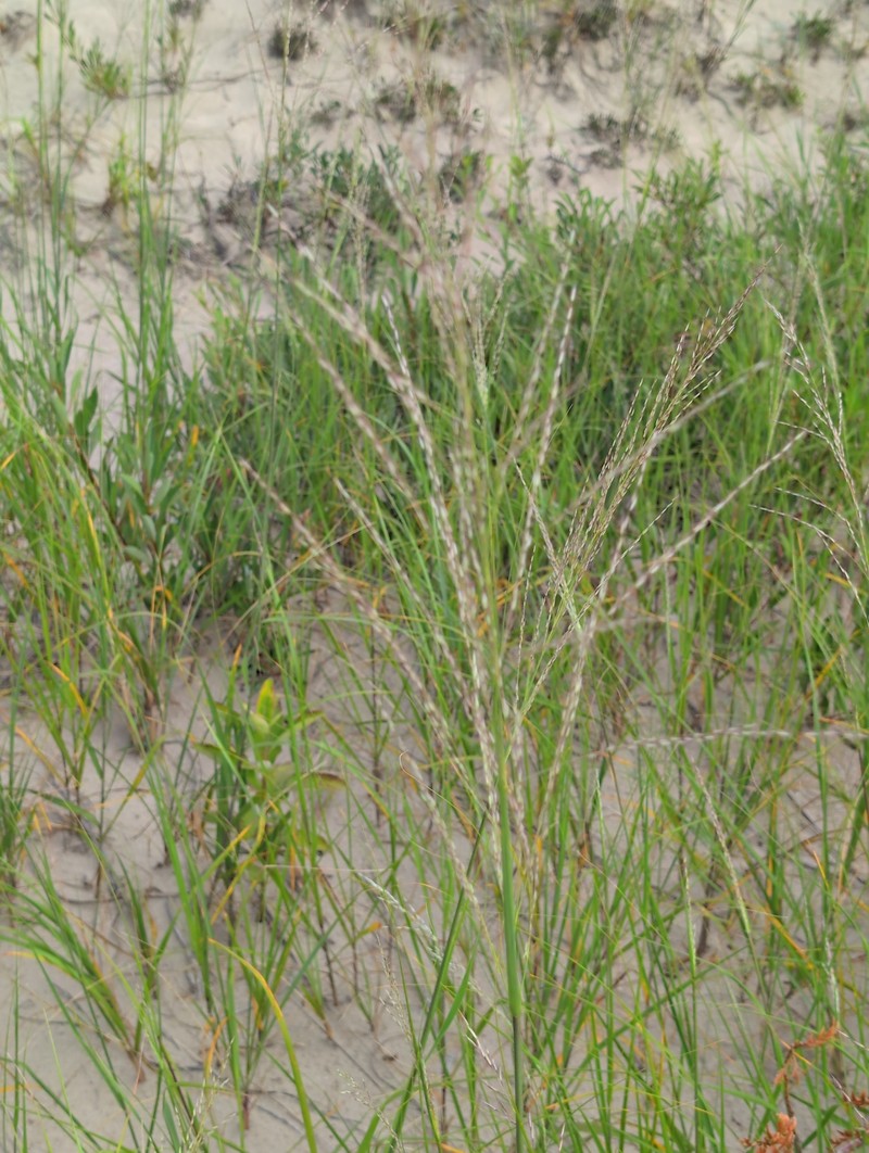 Sporobolus rigidus var. magnus photo 4