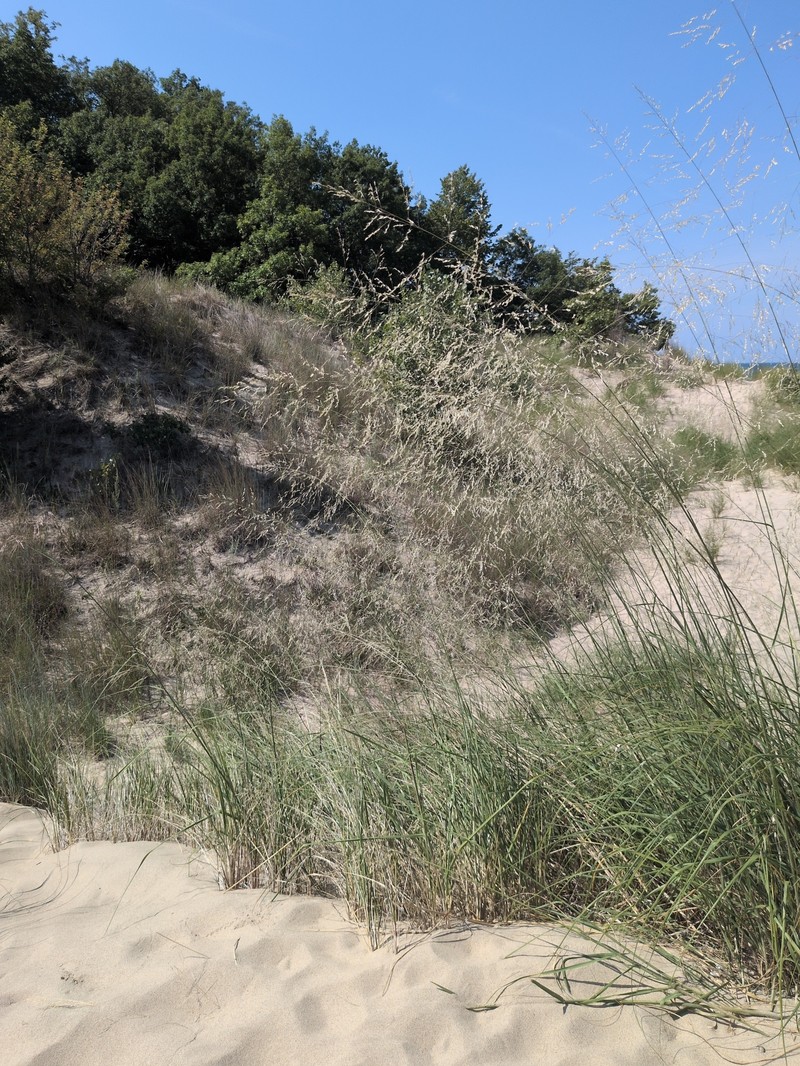 Sporobolus rigidus var. magnus photo 5