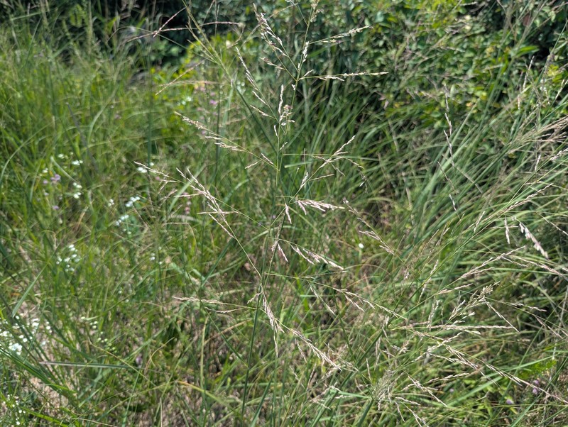Sporobolus rigidus var. magnus photo 6