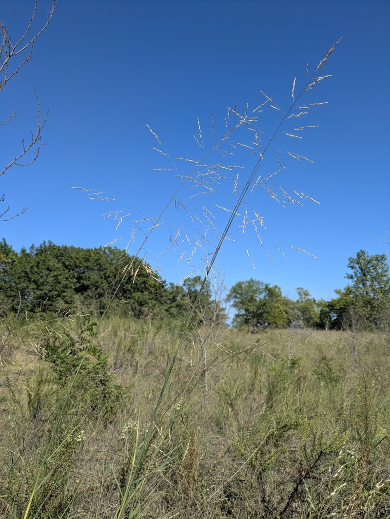 Sporobolus rigidus var. magnus photo 7