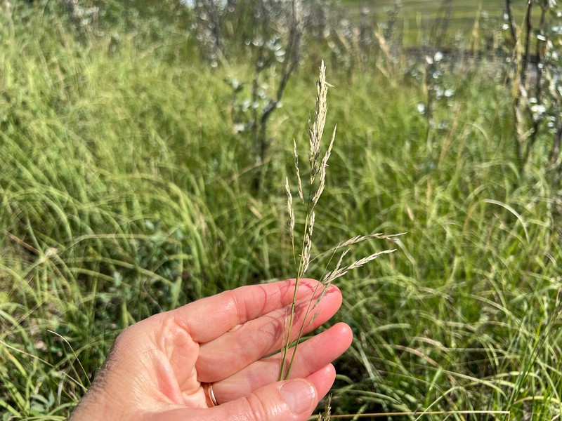 Prairie Sandreed