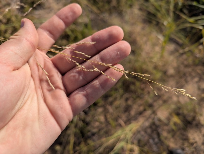 Prairie Sandreed photo 2