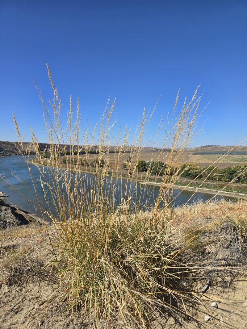 Prairie Sandreed photo 3