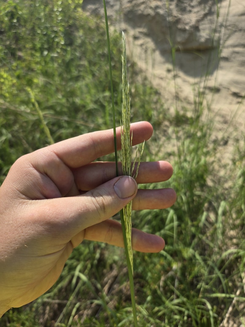 Prairie Sandreed photo 4