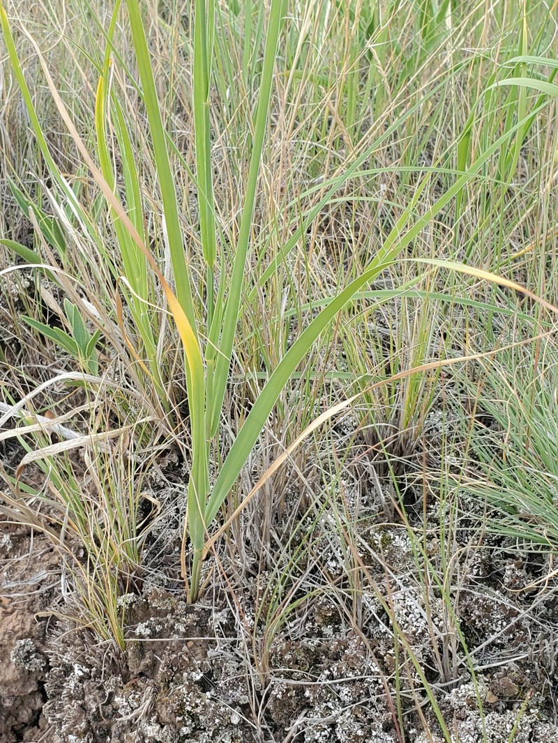 Prairie Sandreed photo 5