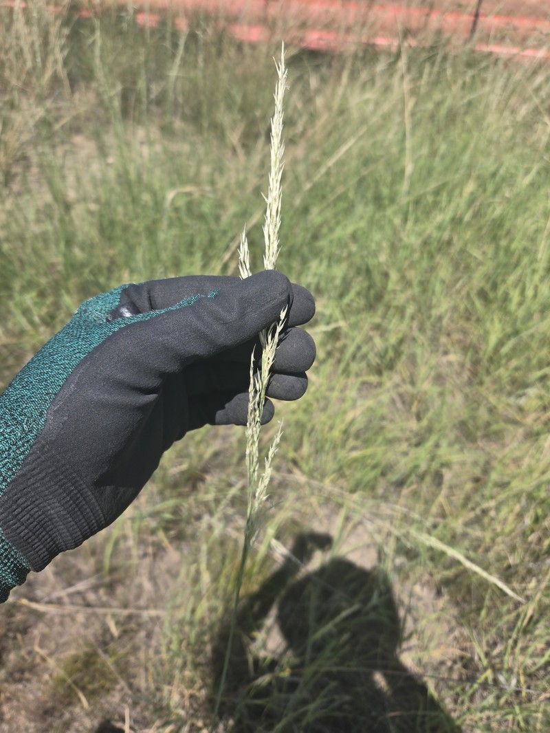 Prairie Sandreed photo 6