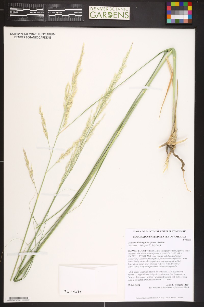 Prairie Sandreed photo 7