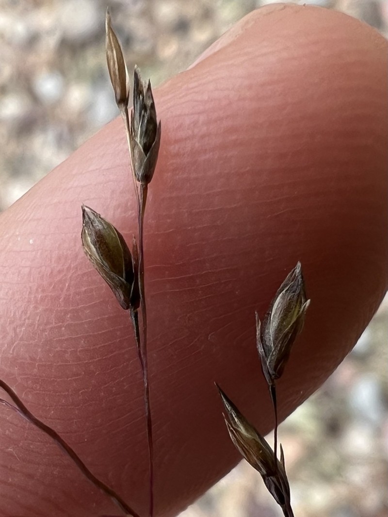 Silveus' Dropseed