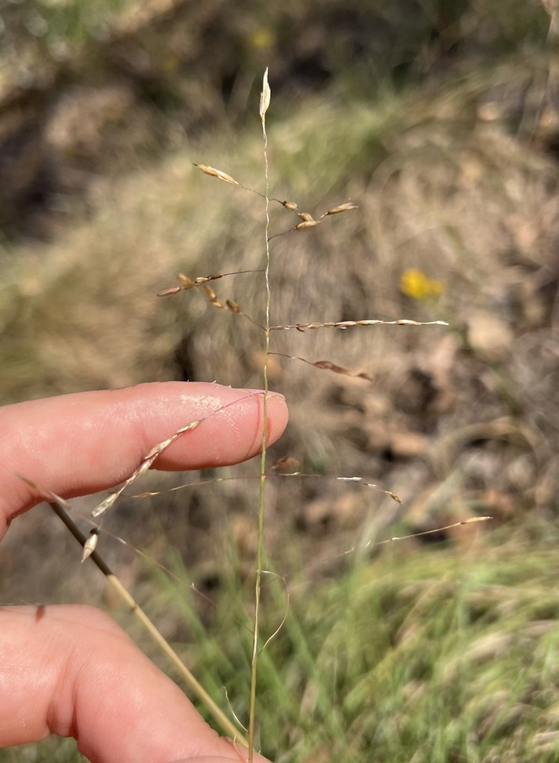 Silveus' Dropseed photo 2