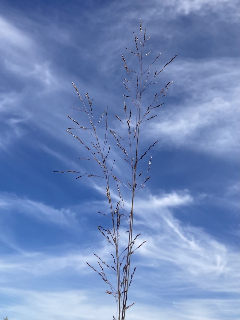 Silveus' Dropseed photo 3