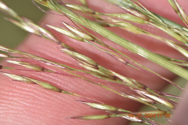 Silveus' Dropseed photo 4