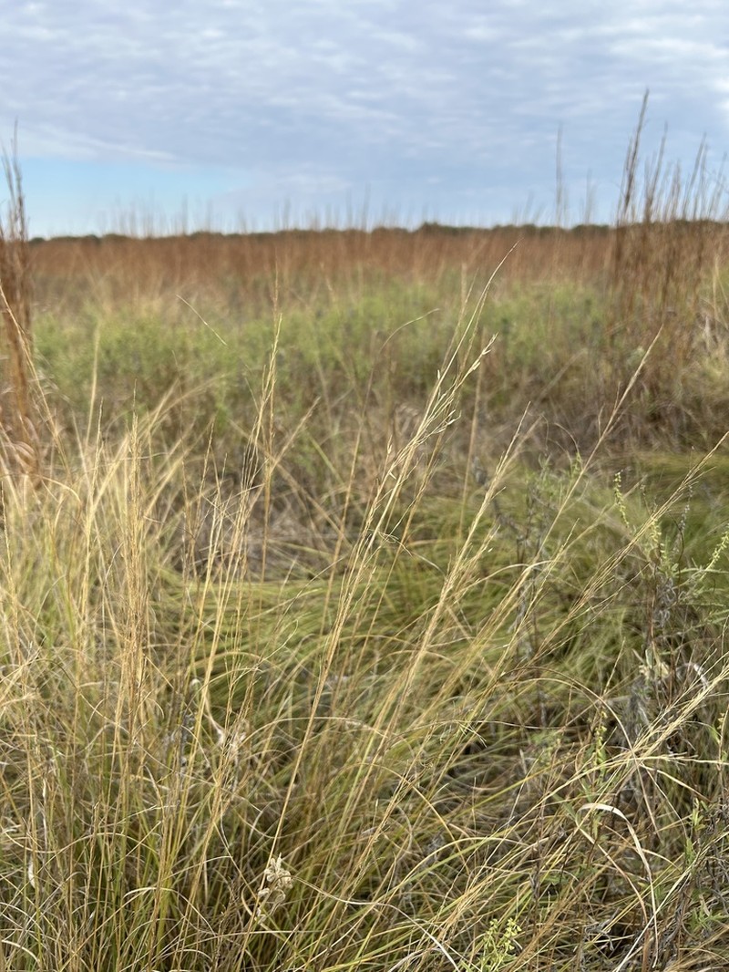 Silveus' Dropseed photo 5