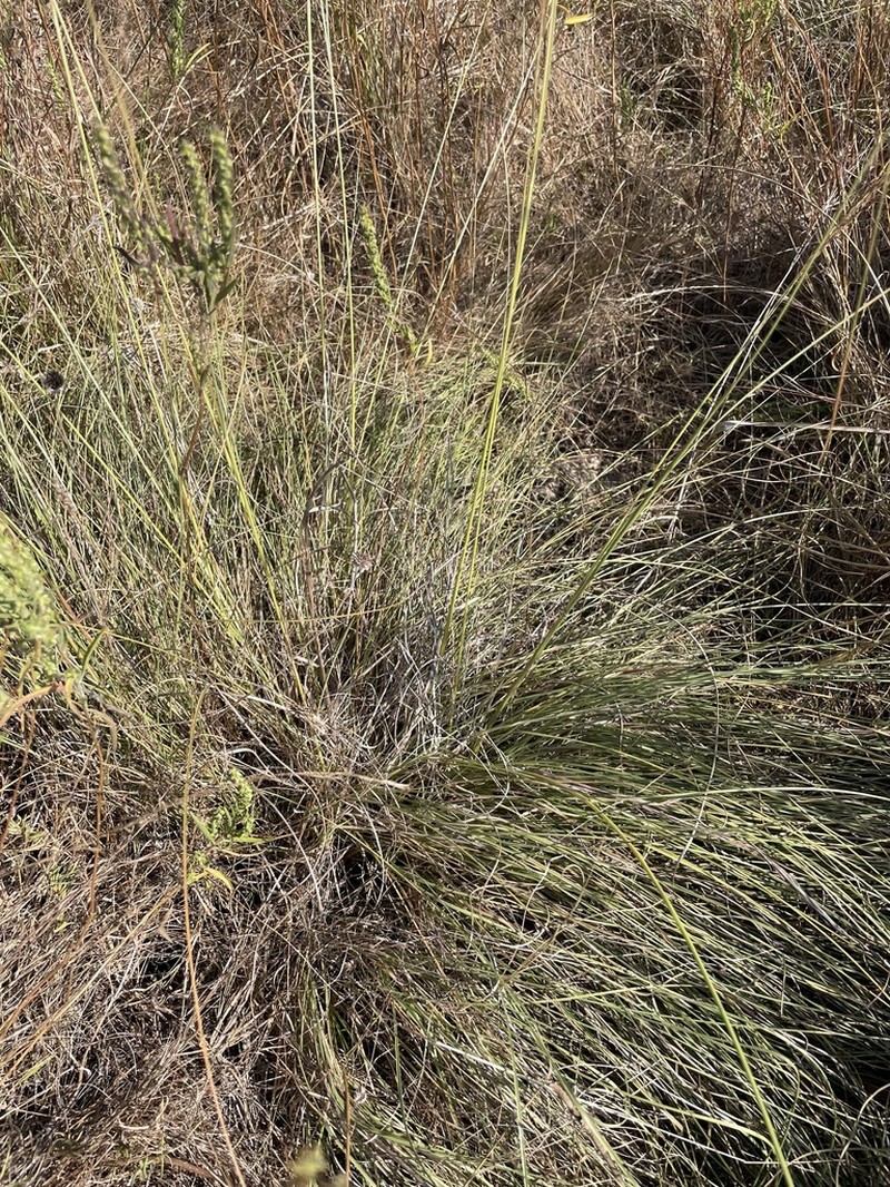 Silveus' Dropseed photo 6