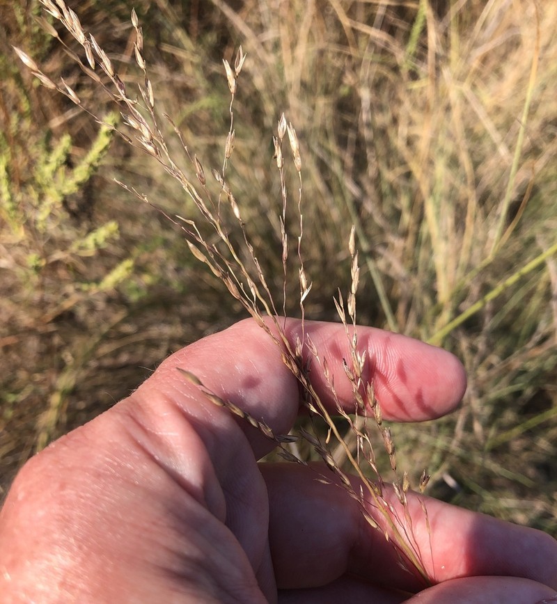Silveus' Dropseed photo 7