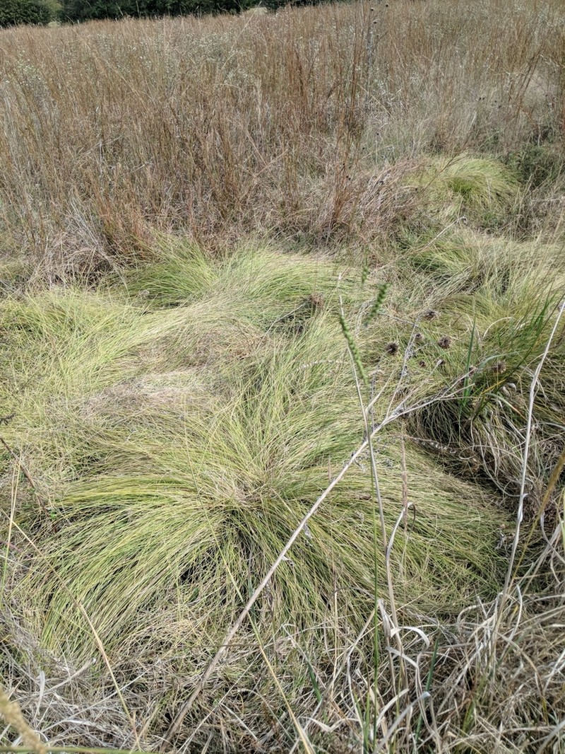 Silveus' Dropseed photo 8