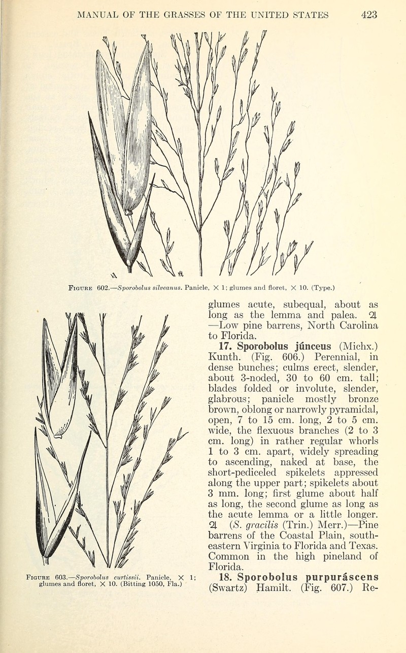 Silveus' Dropseed