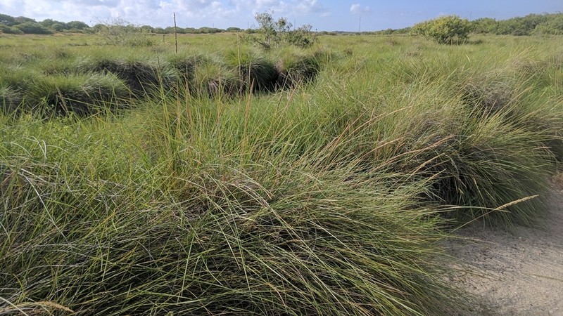 Denseflower Cordgrass