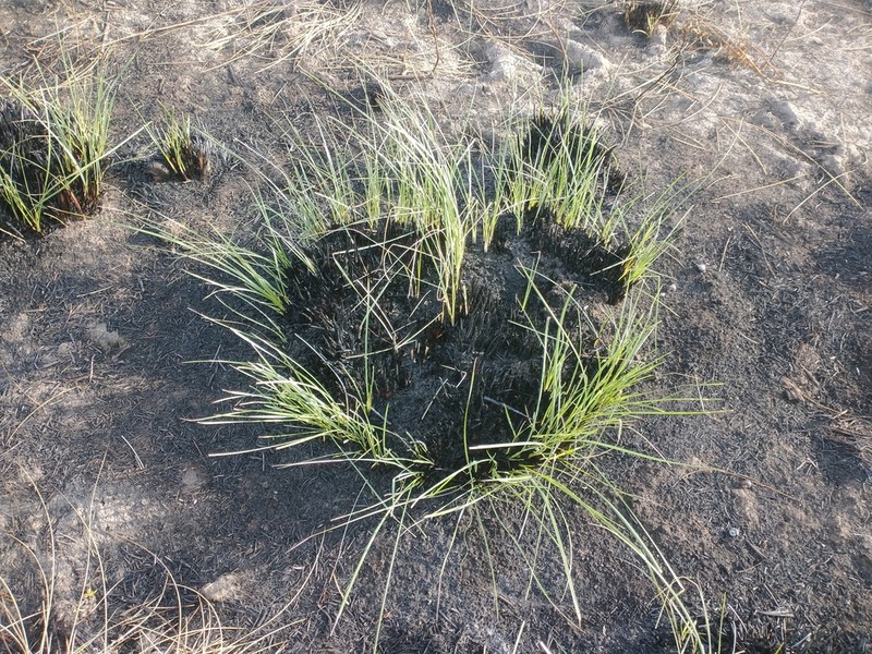 Denseflower Cordgrass photo 2