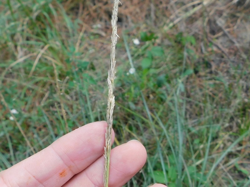 Denseflower Cordgrass photo 3