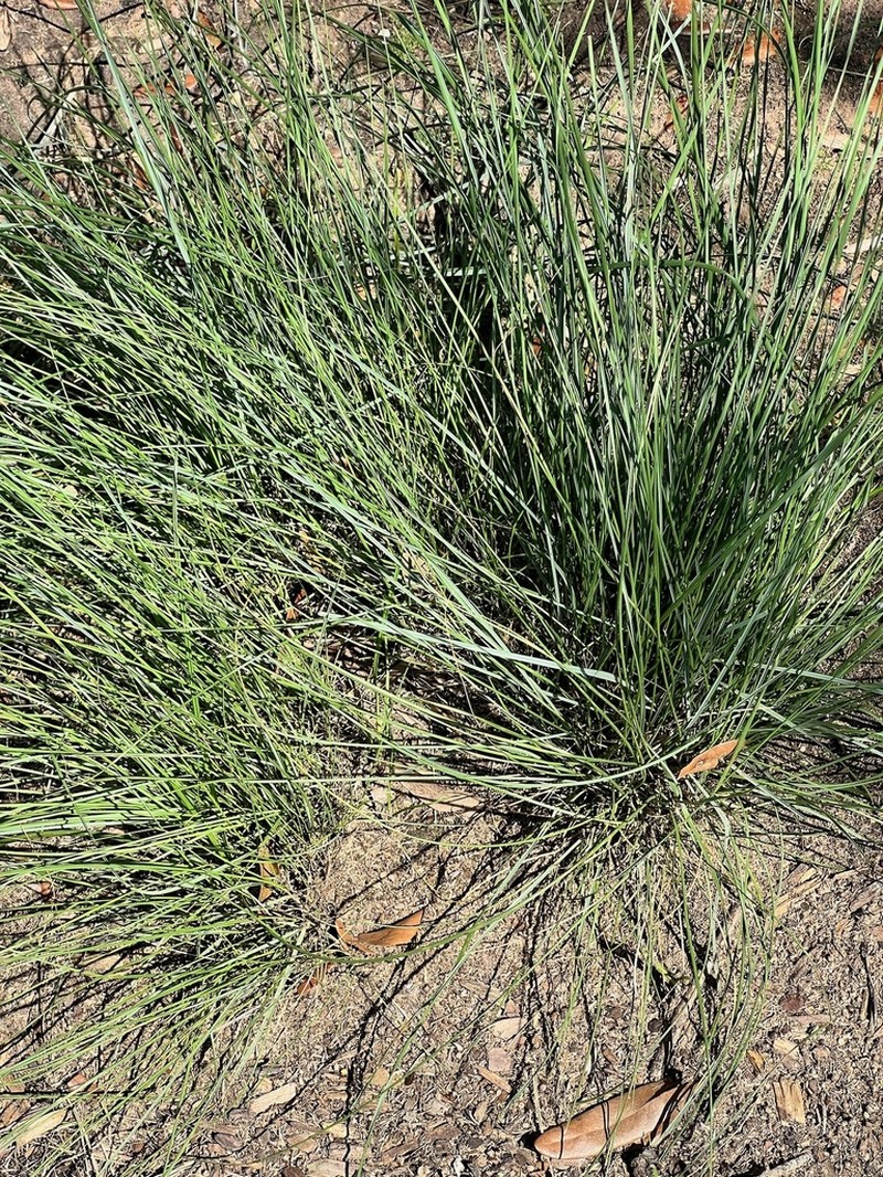 Denseflower Cordgrass photo 4