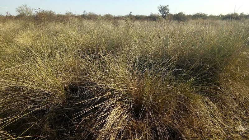 Denseflower Cordgrass photo 5
