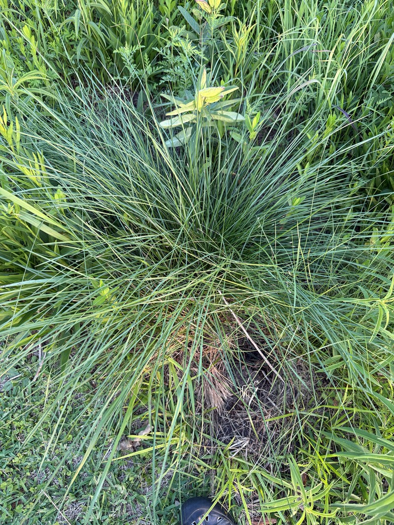 Denseflower Cordgrass photo 6