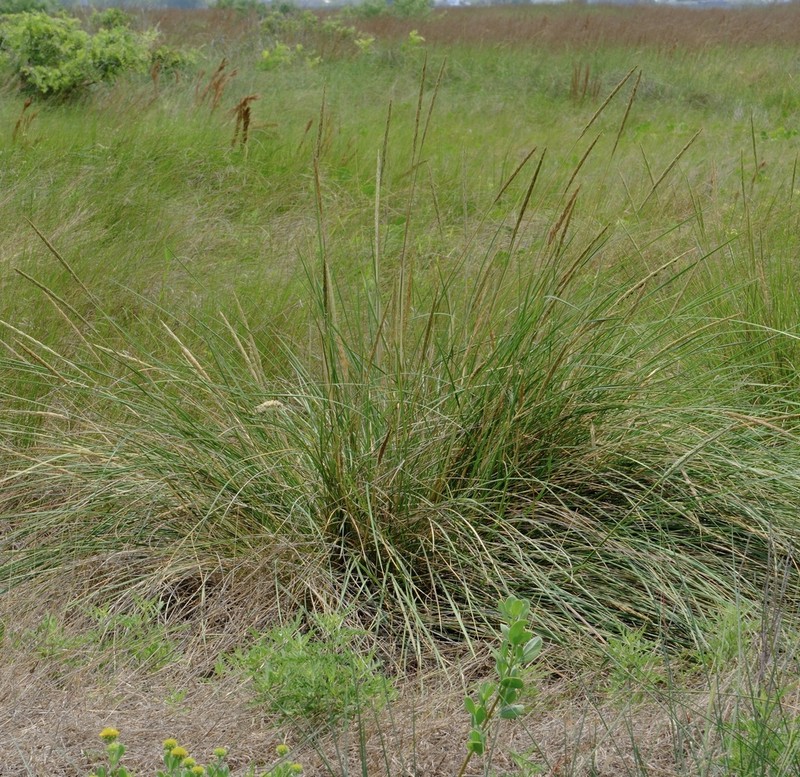 Denseflower Cordgrass photo 7