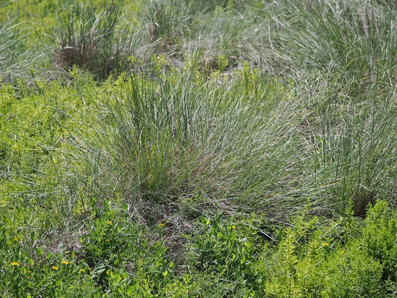 Denseflower Cordgrass photo 8