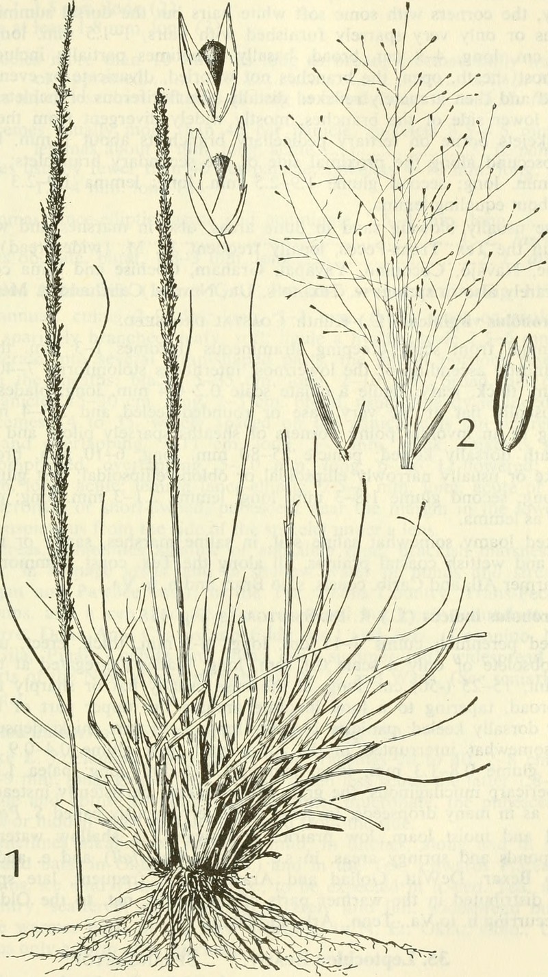 Texas Dropseed photo 2