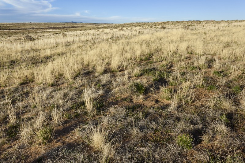 Texas Dropseed photo 3