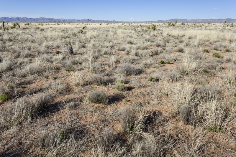 Texas Dropseed photo 4