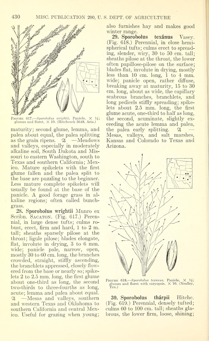 Texas Dropseed photo 5