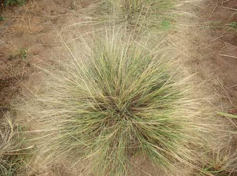 Texas Dropseed